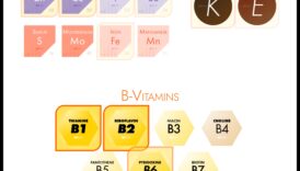 Uzturvielu karte: optimālas veselības kursa noteikšana