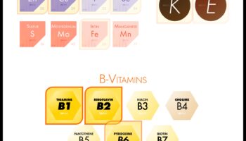 Uzturvielu karte: optimālas veselības kursa noteikšana