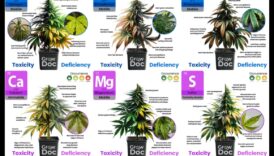 Uzturvielu samazināšanās: pazīmes, avoti un risinājumi